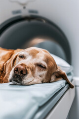 Sleepy dog ​​resting near an MRI for animals. Generative AI image