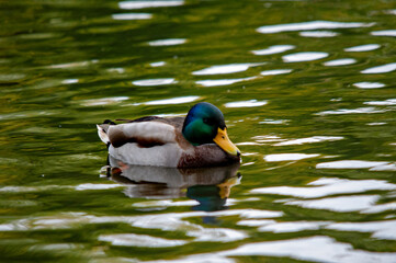 Obraz premium Männliche Stockente mit schillerndem Kopf
