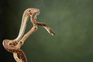 A green tree python wraps itself around a branch, showing off its vibrant scales and sinuous body....