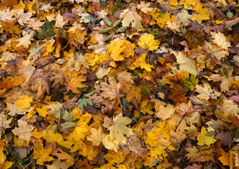 Taken on 10.25.24. In Peterhof's Alexandrian Park, it's as if a wizard dropped a lot of gold on the way to his castle, and that's just a lot of yellow fallen autumn beautiful maple leaves.