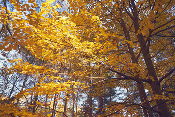 jesienne drzewo  © Marcin Łazarczyk