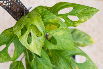 monstera obliqua mayuna variegated  in the pot © rukawajung