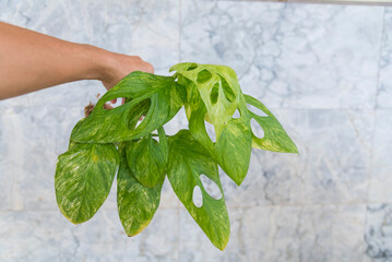 monstera obliqua mayuna variegated  in the pot © rukawajung