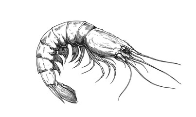 Fototapeta premium Seafood, shrimp prawn. Vintage retro print, black white seafood shrimp prawn sketch ink pencil style drawing, linear drawing, engrave old school. Sketch artwork shrimp prawn, seafood. Illustration