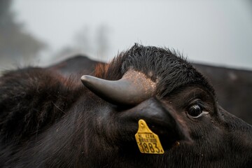 Group of Black water buffalo Cattle Standing in Foggy Field with Morning Mist, Grazing on...