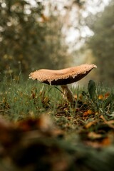 big mushroom in fall autumn nature season
