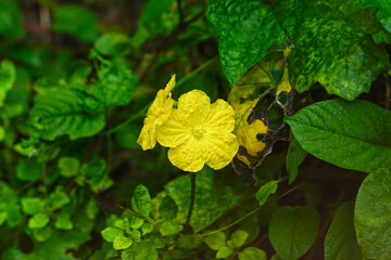 Shining Yellow Flower Surrounded By The Lush Vegetation, Yellow Luffa flower or Sponge Gourd Flower...