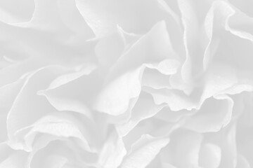 Elegant White Curve Background for Modern Designs