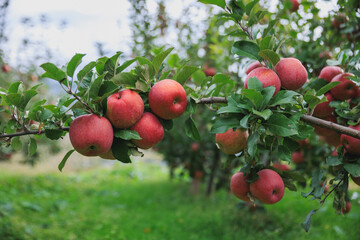 Obraz premium Red apples grow on tree in garden