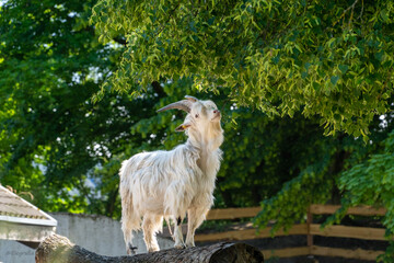 Goat Model