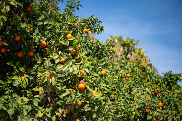 Ripe orange fruits on orange trees and foliage with a blue sky in Malaga, Andalusia, Spain. View from below. Close-up.