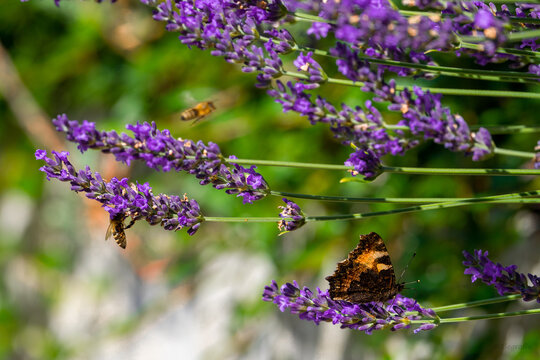 Lavender Friends