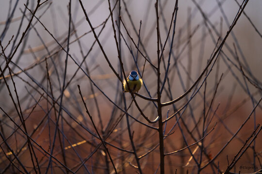 Ninja Bird