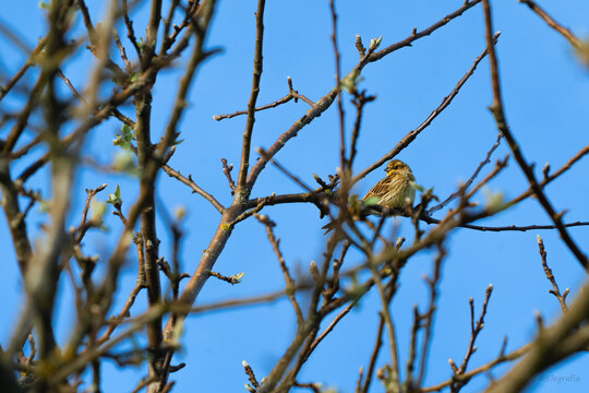 Yellowhammer