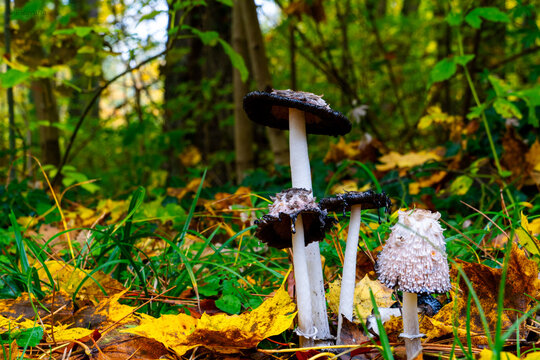 Mushroom Family