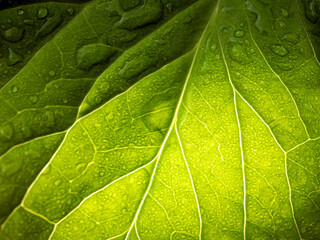 Close up of fresh young spring green leaf highlighted reveal green leaf texture sprinkled with water drops