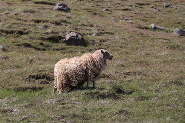 icelandic sheep with long fleece standing on a green rocky slope