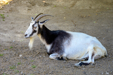 Liegender Geißbock mit schönem Ziegenbart