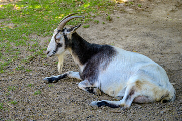 Liegender Ziegenbock mit stattlichem Bart