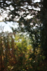 Obraz premium autumn forest in the morning