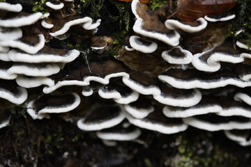 The butterfly bracket fungus (Trametes versicolor, syn.: Coriolus versicolor), also known as the...
