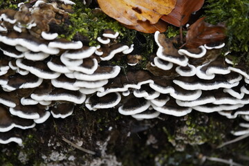 The butterfly bracket fungus (Trametes versicolor, syn.: Coriolus versicolor), also known as the...