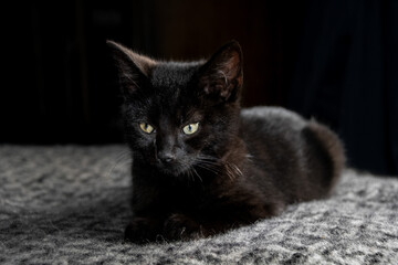 Obraz premium small tiny kitten sitting on a blanket black kitten 