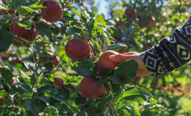 Hand picking apple in garden
