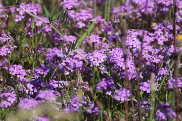 Peque&ntilde;as flores violetas en el campo