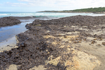Seaweed scattered on a sandy beach with gentle ocean waves crashing, mallorca balearic islands, spain
