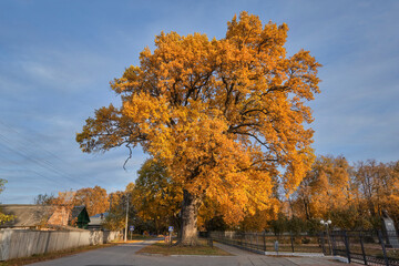 Bohdan's golden oak in the park.