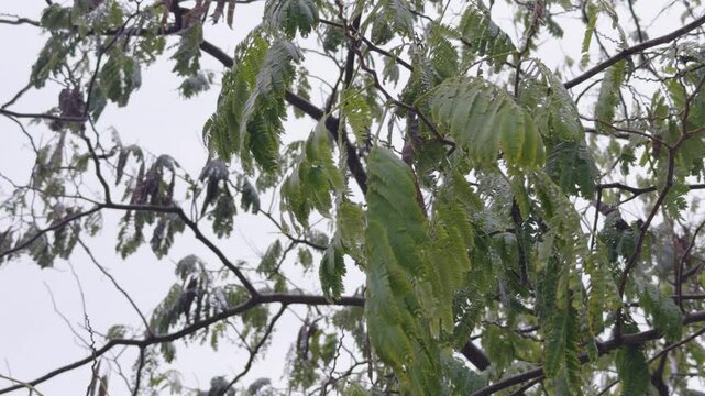 ramas de un &aacute;rbol mojadas por la lluvia un d&iacute;a nublado