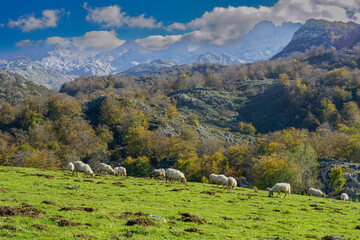 Covadonga Lakes, Picos de Europa- beautiful spot in Spain, Asturias