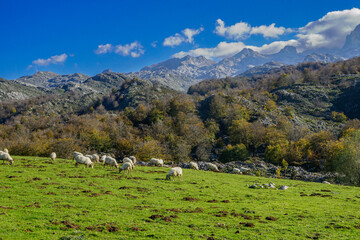 Covadonga Lakes, Picos de Europa- beautiful spot in Spain, Asturias
