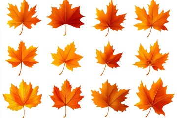 Fototapeta premium Decorative red and yellow maple leaves isolated on white background.