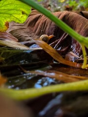Small snails in a natural and beautiful environment