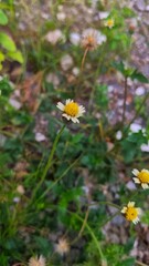 Beautiful close up flower with fresh leaves