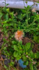 Beautiful close up flower with fresh leaves