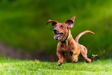 running, jumping and rejoicing dog of dachshund breed. Dog running on green meadow with collar on his neck. 