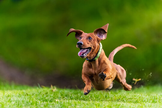 Weiner dog running clearance