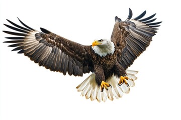 Obraz premium A majestic bald eagle soaring through the sky with its wings outstretched