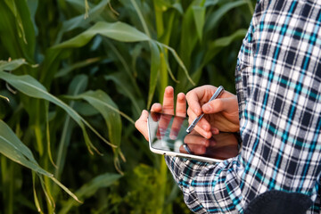 A close-up of a male farmer using a stylus on a tablet while standing outside in a cornfield. His...