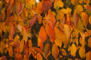 An artistic background featuring a close-up of autumn leaves in vibrant shades of orange. The...