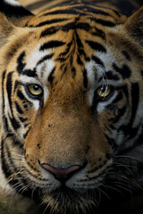 portrait of a tiger