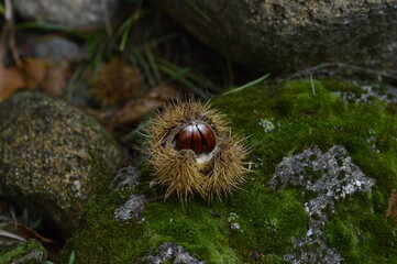 castañas en el castañar en la temporada de otoño