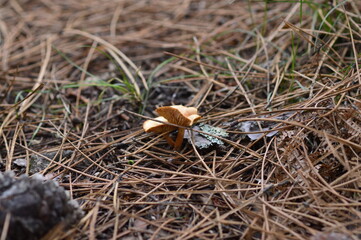 seta lepista en el campo