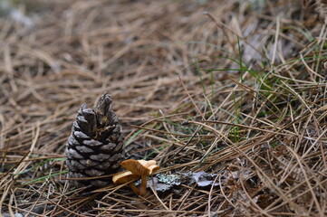 seta lepista en el campo