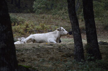 vaca de color blanco salvaje en la naturaleza