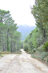 camino en el bosque o camino en la montaña