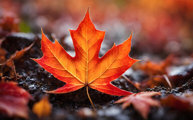Closeup of a maple leaf